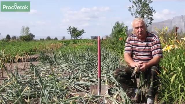 Секреты правильной уборки репчатого лука.