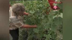 Выращивание дынь в теплице. Отзыв о сортах дынь #urozhainye_gryadki