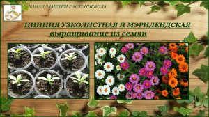 Цинния низкорослая (узколистная и мэрилендская) выращивание из семян от посева до цветения