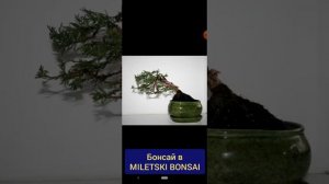 БОНСАЙ В ЛЕРУА vs НАШИ БОНСАЙ