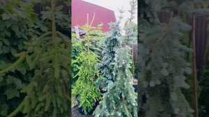 Колючая Глаука Пендула❤️?) еще больше интересного , в моей группе телеграмм https://t.me/S76Olga_76