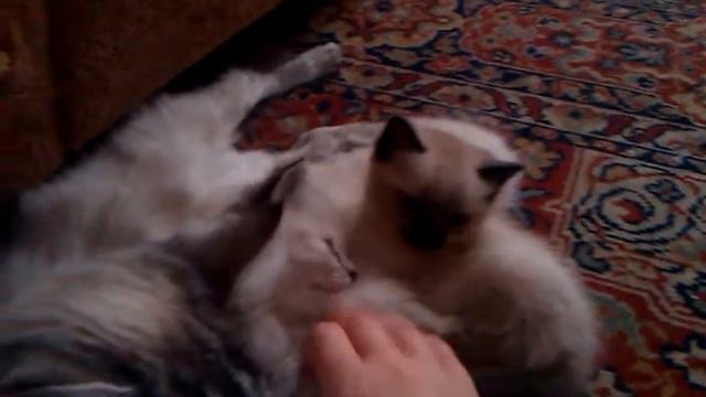 VIDEO0008 смотреть онлайн