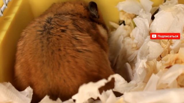 ХОМЯЧИХА РОДИЛА | КАК ПРОХОДЯТ РОДЫ у хомяка | Хомяк хомки | HOW A HAMSTER IS BORN