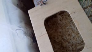 Самодельные гнездо для волнистых попугаев