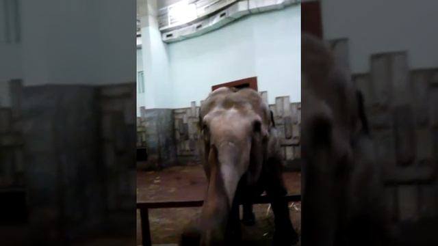 Даша из зоопарк Екатеринбурга смотреть онлайн