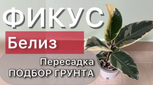 Пересадка ФИКУСА из торфа с полной очисткой корней. На фитиль Подбор нового грунта Дневник садовода