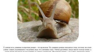 Детям про улитку!
