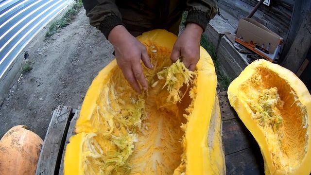 Огромная тыква.Семена.Манты из тыквы.