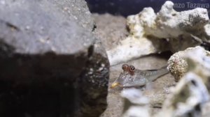 Правдивые факты: Илистый прыгун