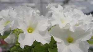 Петуния грандифлора ДРИМС БЕЛАЯ