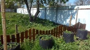 Клубника в бочках, результат эксперимента.