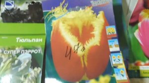 #ОБЗОР разных сортов ТЮЛЬПАНОВ и НАРЦИССОВ / Луковицы тюльпанов сажать 23/09/2021 #ozon нарциссы