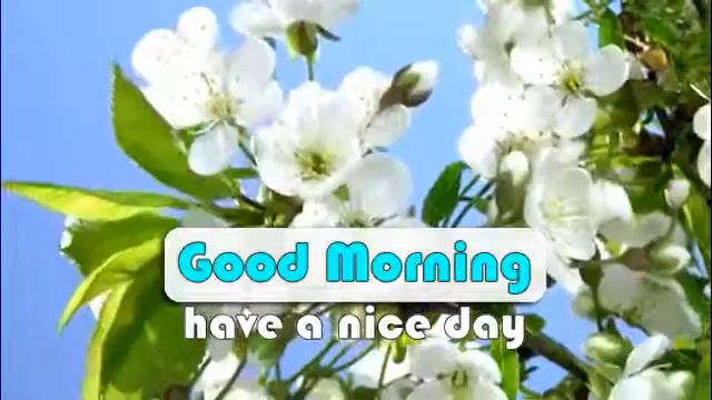 red and white flowers blooming good morning wishes mms for whatsapp смотреть онлайн