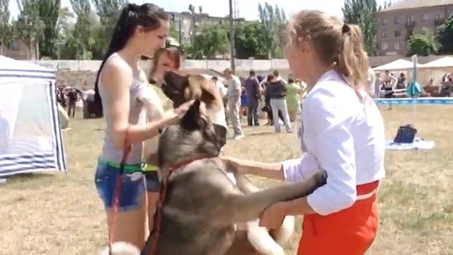 Какую породу собаки выбрать