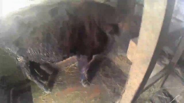 Строим Загон для Быка. смотреть онлайн