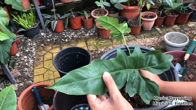 Philodendron golden dragon | aka Green dragon | How to propagate | Care tips смотреть онлайн
