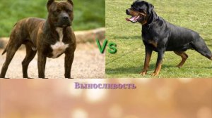 Питбуль vs Ротвейлер
