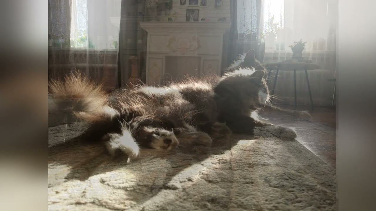 Солнечный кот