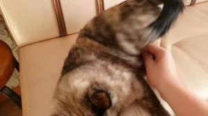 Кошка Гаф бьёт током злую руку