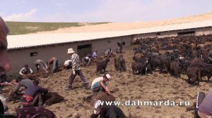 Гиссарские овцы Таджикистана. Ягнята и стрижка