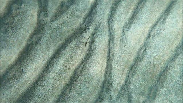 Astropecten platyacanthus (Αστερίας, Starfish) смотреть онлайн