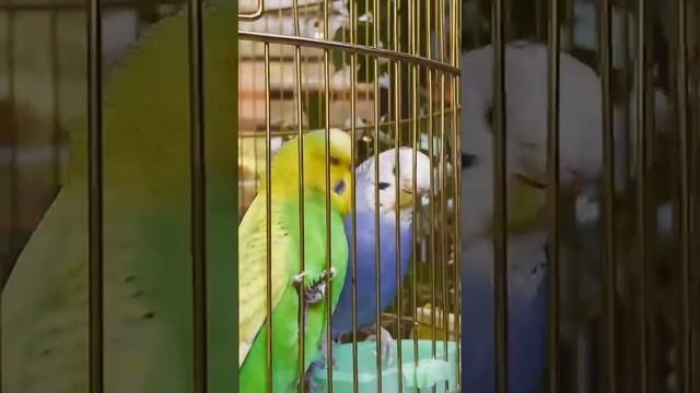 Птицы райского сада