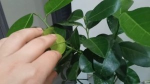 прививки цитрусовых растений. Дерево-сад на дичке мандарина 8 прививок разных цитрусов.