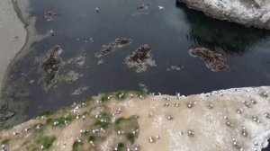 Солнечный Сахалин. Небольшое путешествие на мыс Птичий и Великан и прогулка по Южно-Сахалинску.