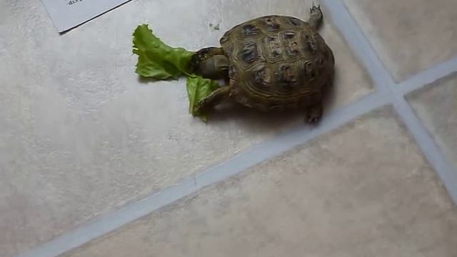 Черепаха ест салат смотреть онлайн