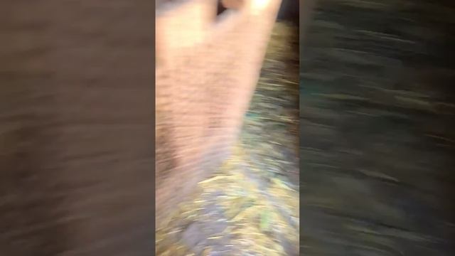 Рацион вьетнамских свиней 2 на своём опыте 6 месяцев смотреть онлайн