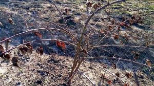 ежевика сорт смутстем ярко выраженные вкус, арамат и сладость ягод в полной зрелости.