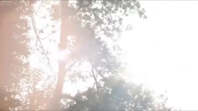 ЛЕС САМОУБИЙЦ В ЯПОНИИ I АОКИГАХАРА