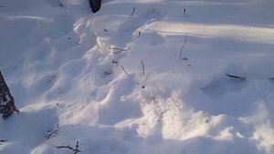 Проверка петель на зайца.