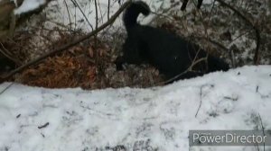 Охота на норку с лайкой , упустили двух норок!!!