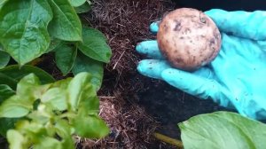 Картофель в природном земледелии от А до Я.