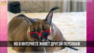 Как Большой Шлёпа стал мемом