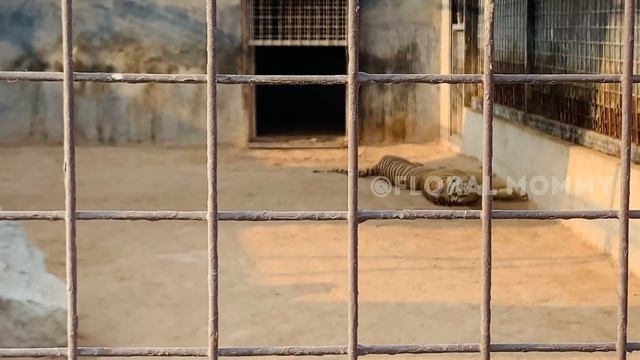 Umm al quwain zoo | The zoo wild life park, Umm al quwain , UAE смотреть онлайн