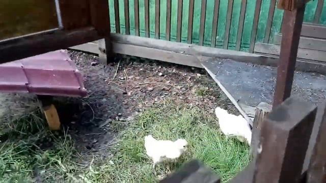 Маленькие Гусята и Утята на Калиновке смотреть онлайн