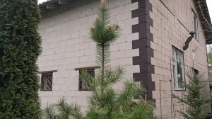 Сеянцы кедровой сосны, стланика и лиственницы. Привитый кедр. Май 2023