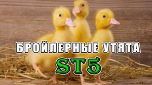 Вывелись утята ст5. Взвешивание утят. Как я замораживаю яйцо и для чего.