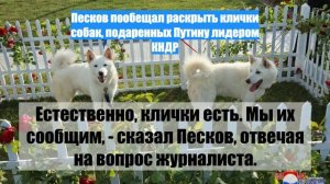 Песков пообещал раскрыть клички собак, подаренных Путину лидером КНДР