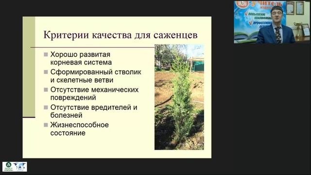 Выбор посадочного материала для озеленения и особенности посадки древесных растений