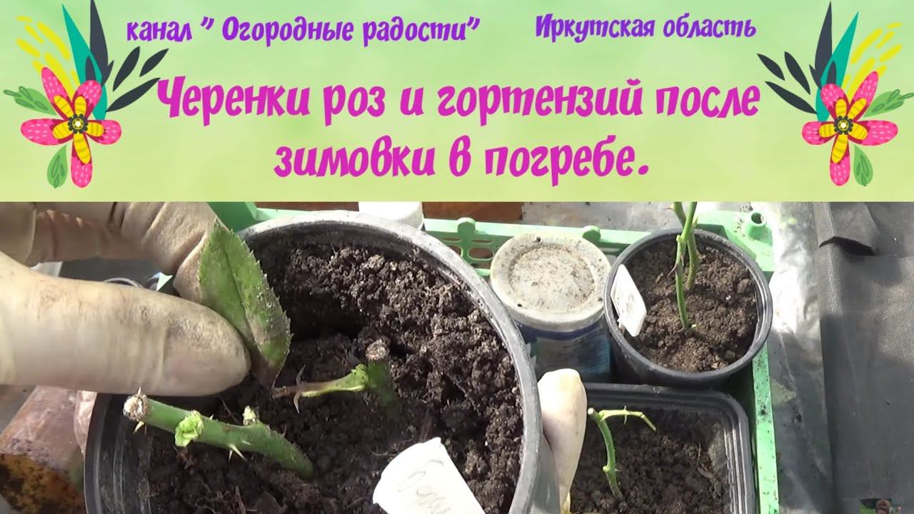 Черенки роз и гортензий после зимовки в погребе.