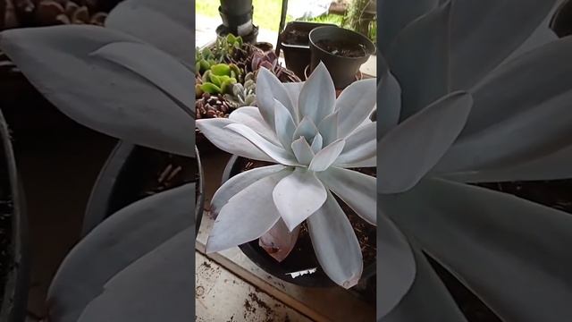 echeveria cante ?? смотреть онлайн