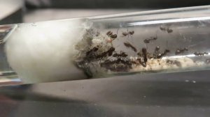 зачем держать муравьев дома?! @naturetb2830 муравьи для чайников.