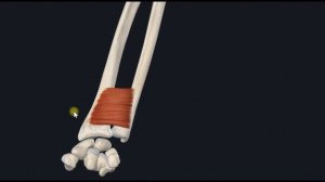 Квадратный пронатор (m. pronator quadratus) 3D Анатомия