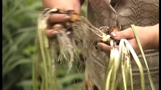 Выкопка нарциссов смотреть онлайн