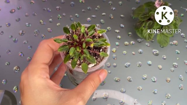 Как сформировать фиалку трейлер. Омоложение. Почему желтеют листья? смотреть онлайн