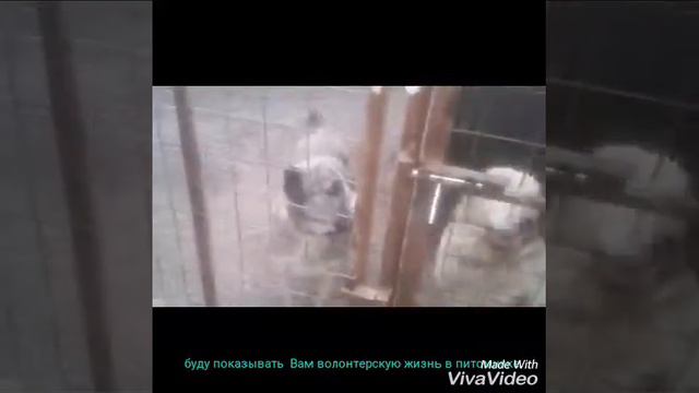 Четверг в Фонде "Право на жизнь"/Прогулки/САО/СТАФФ/Кеша смотреть онлайн