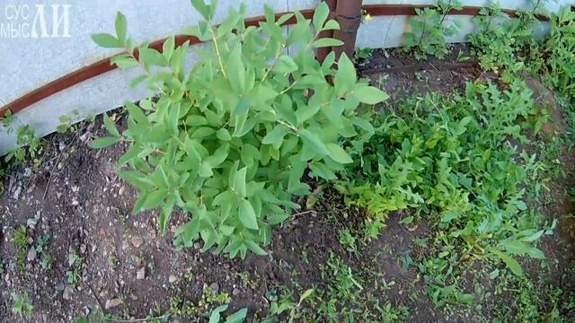 Жимолость на участке смотреть онлайн